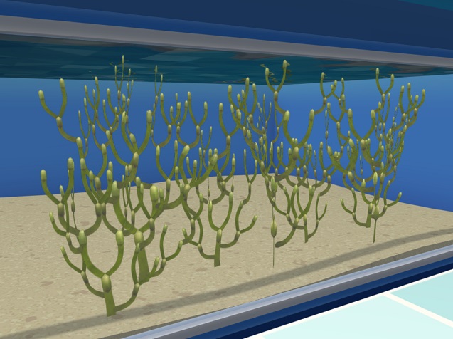 Knotswier in een Aquarium. De plant bestaat uit vele bruingroene stengels, met een rond 'blaasje' aan het uiteinde van iedere stengel.