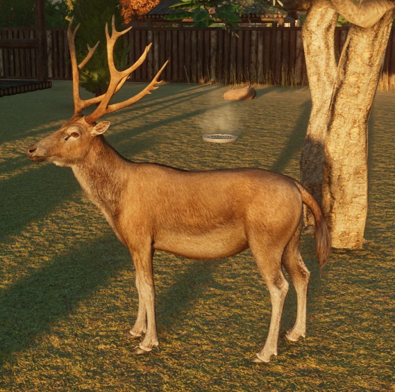 Een mannetjes-Paterdavidshert in zijn verblijf. Rechtsachter is een boomstam zichtbaar.