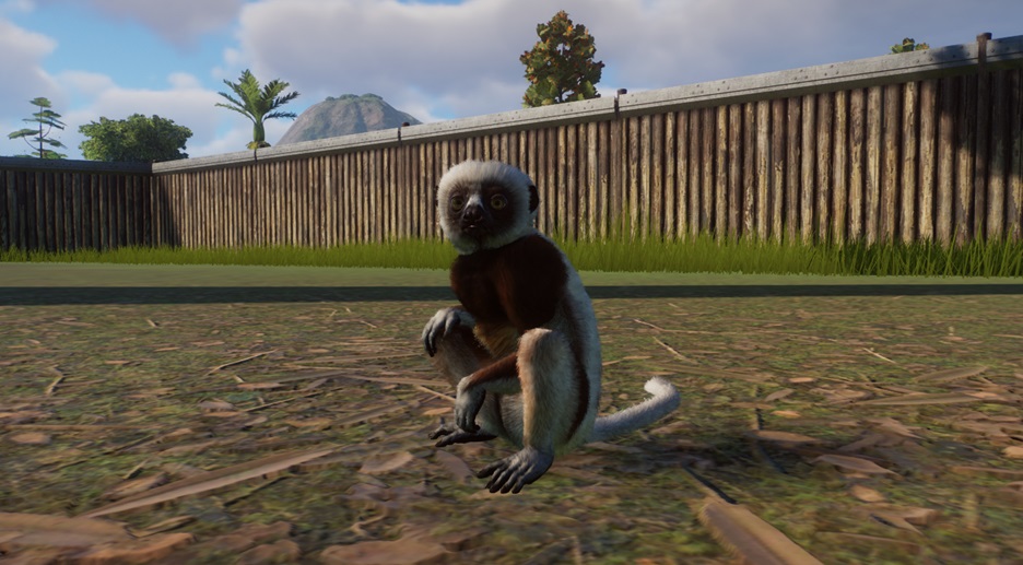 Een zittende Kroonsifaka is weinig spectaculair. Een lopende/springende Sifaka daarentegen...